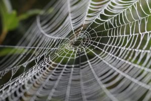 Spiderweb